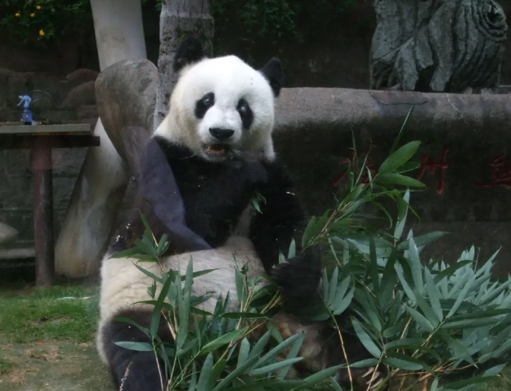 熊猫苑图片