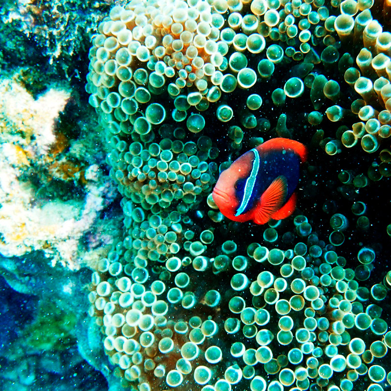 【暖冬】3天2晚三亚绿杉壹居度假酒店含双早+专车接或送机+蜈支洲岛门票电瓶 - 定制游预订