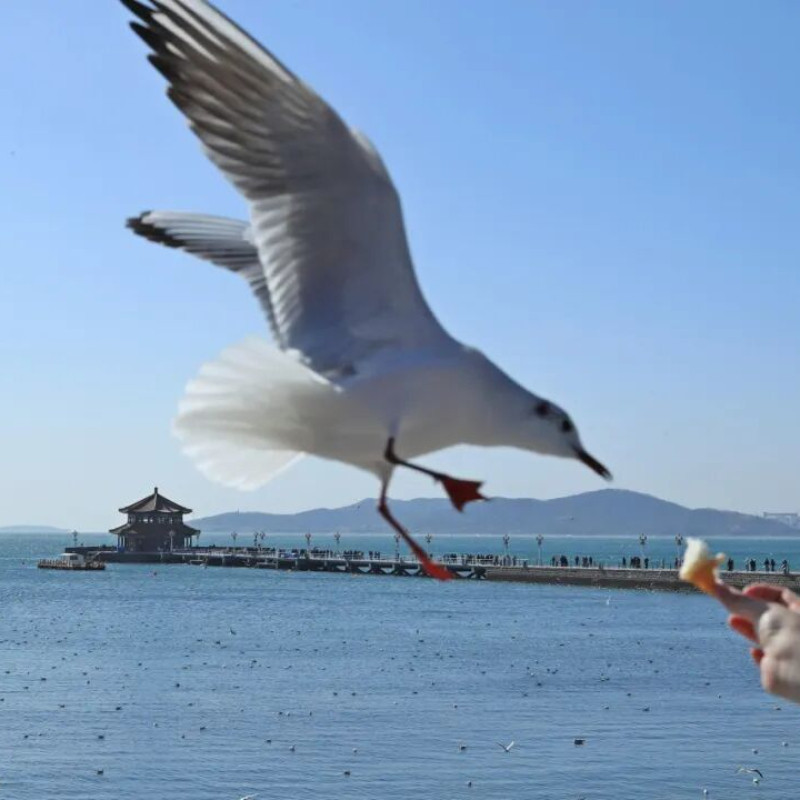 Y【青岛旅游4天3晚】青岛自由行/青岛五四广场海景桔子水晶酒店+崂山风景区/含早