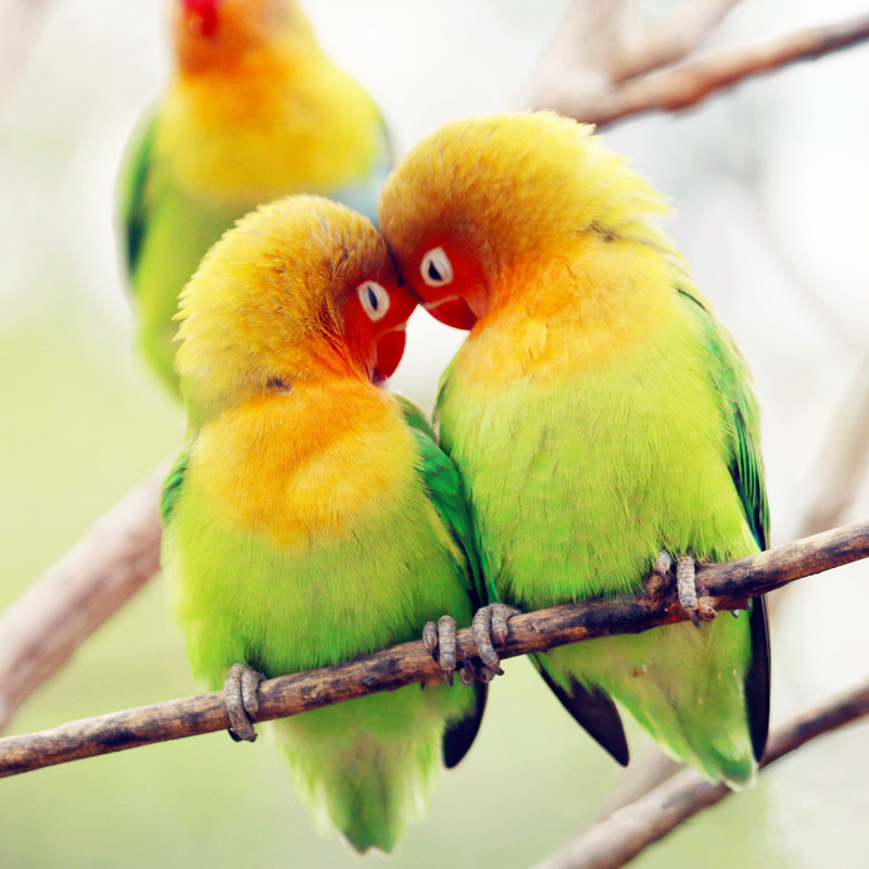 【亲子游】转塘美院希尔顿欢朋酒店+杭州野生动物世界宋城千古情