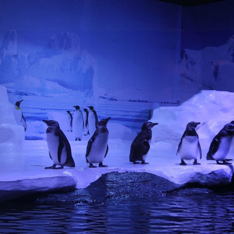 北海喜来登度假酒店2天1晚+北海海底世界门票