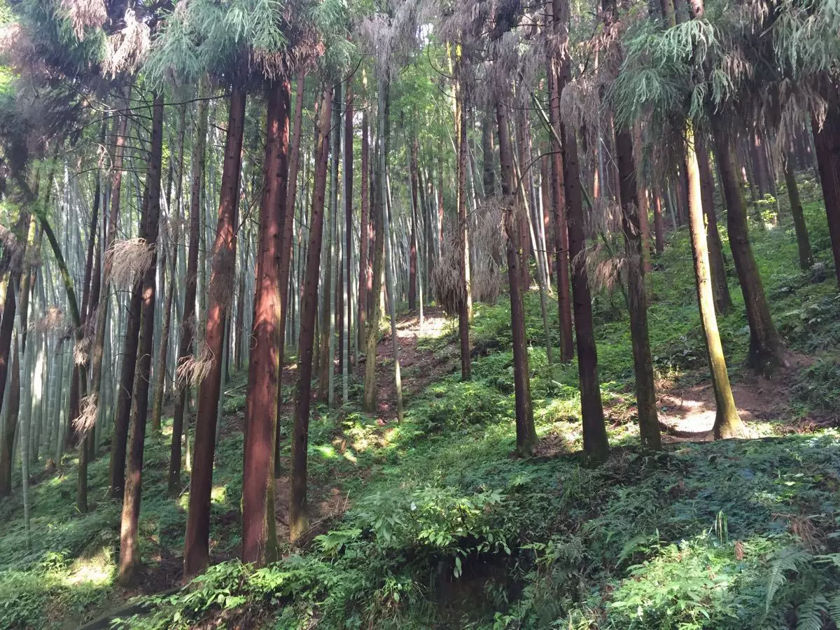 五峰山国家森林公园图片