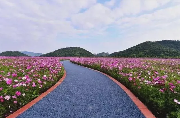 铜鉴湖花海图片