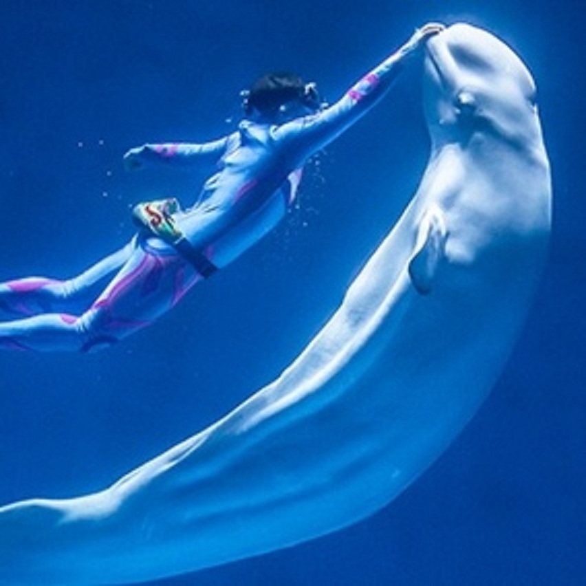 安徽芜湖2天1晚 芜湖新华联丽景酒店+大白鲸海燕公园鸠兹夜游演艺小镇 - 定制游预订