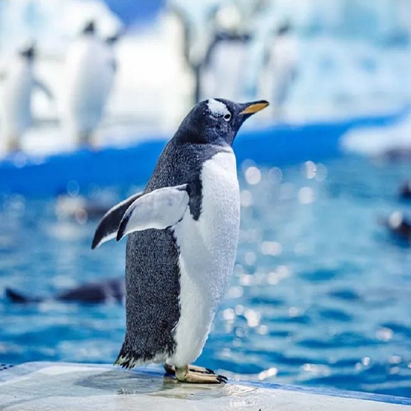 福建泉州欧乐堡海洋国际酒店含早+2成人二次入园欧乐堡门票【不可退】