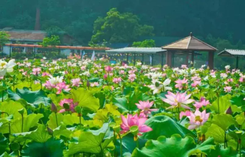 荷花谷旅游景区图片