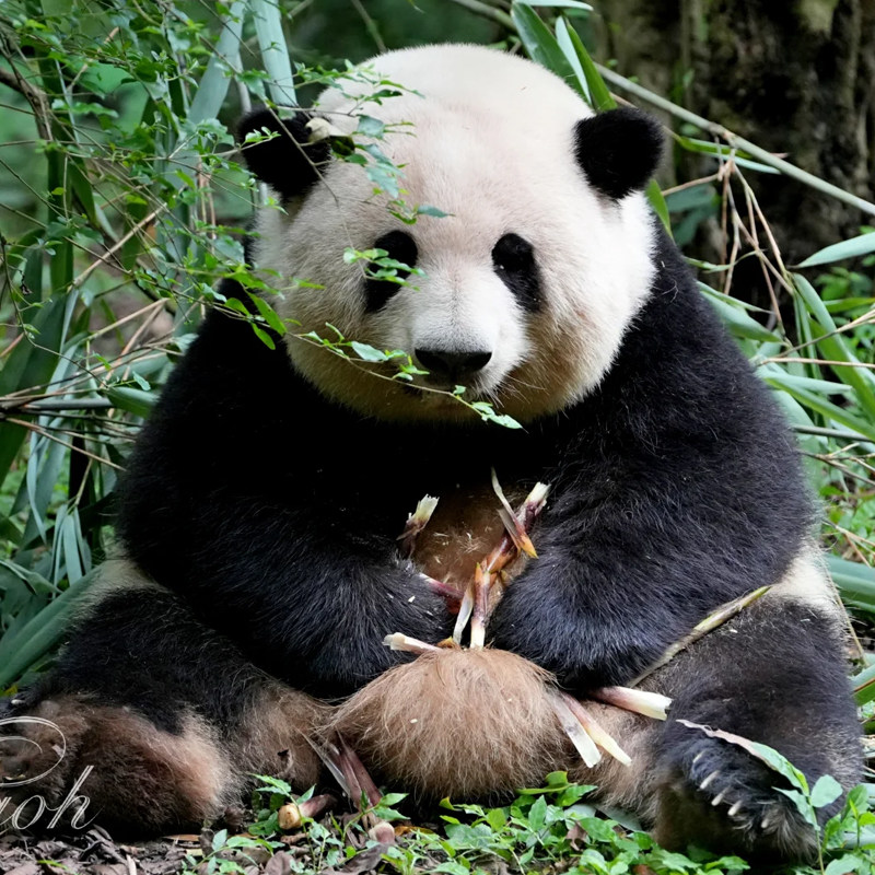 四川成都4天3晚九寨沟三星堆熊猫基地自由行 - 定制游预订