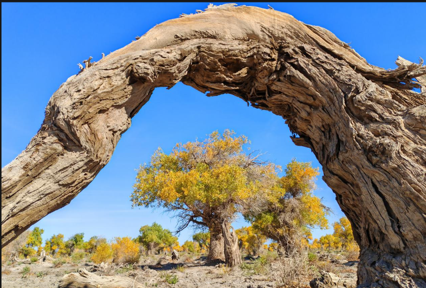 新疆哈密2天+连锁品牌酒店+指定景点+大河古城遗址 - 定制游预订