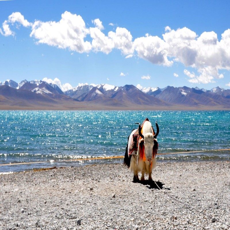 拉萨自由行 拉萨希尔顿欢朋酒店5天4晚套餐+八廓街门票 酒店可多选 可定国庆