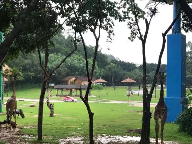 雨林仙踪图片