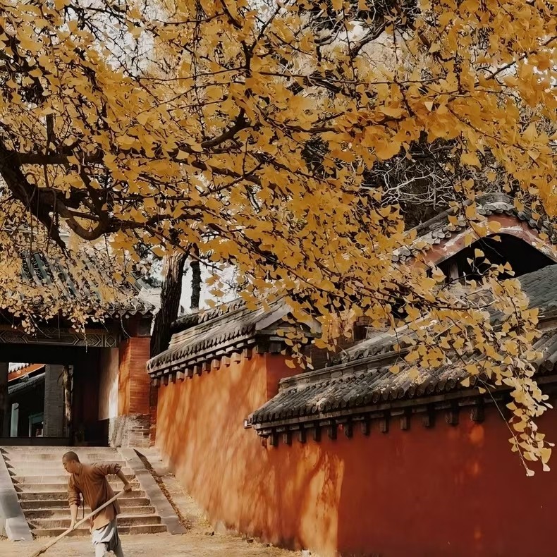 z河南酒店住宿+郑州海昌海洋公园/少林寺/博物院/洛阳龙门 - 定制游预订