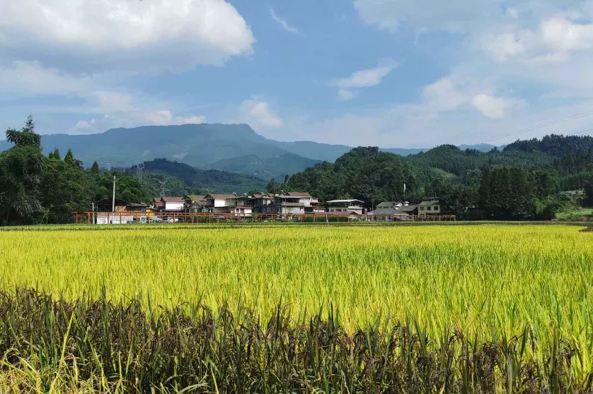 稻香湾梦幻田园图片