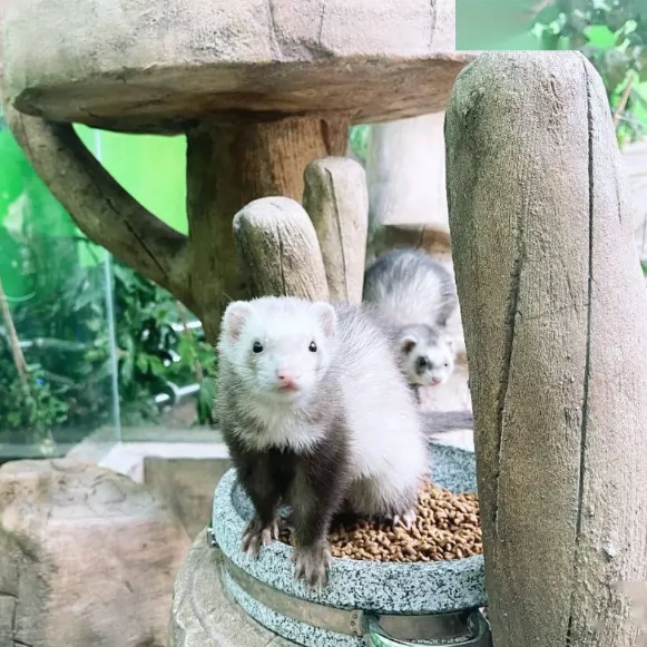 西旅乐可龙神奇动物城图片