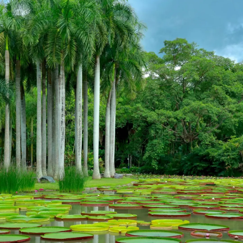 西双版纳景洪泼水广场江边夜市亚朵X酒店 高级大床房3天2晚+西双版纳傣园+热带植物园