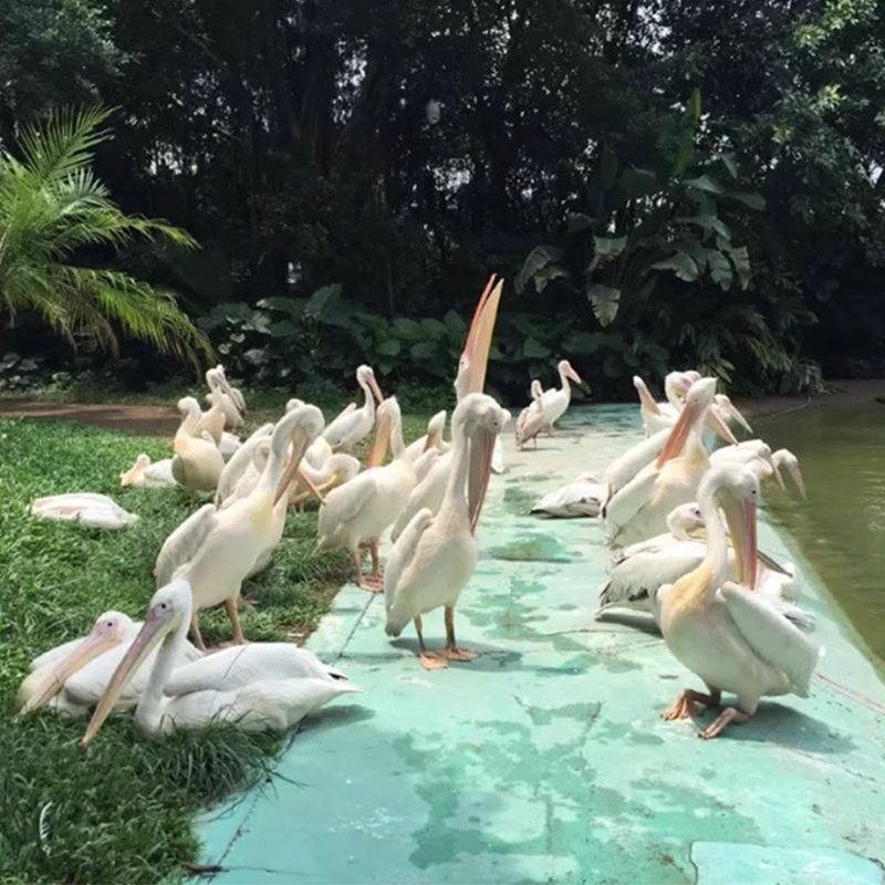 【元旦可约】广州长隆香江酒店三人1晚/2晚/3晚畅玩三园动物欢乐飞鸟大马戏自助餐