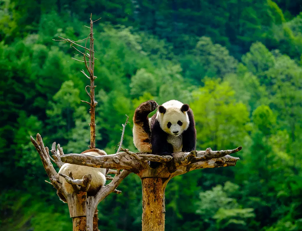 成都大熊猫繁育研究基地图片