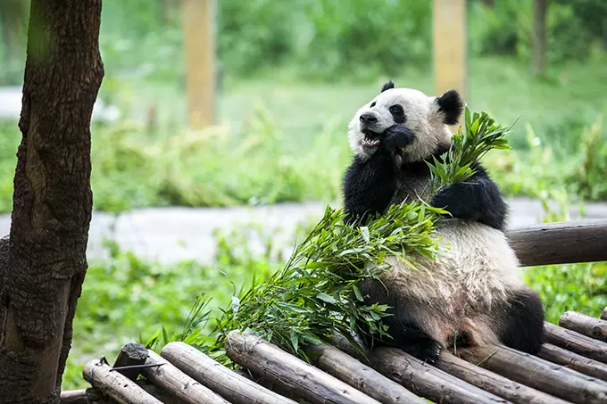 重庆动物园图片