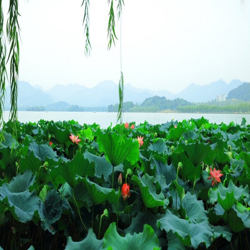 杭州发上海出【纯玩】杭州+上海2天1晚游跟团游 畅游西湖美景 - 定制游预订