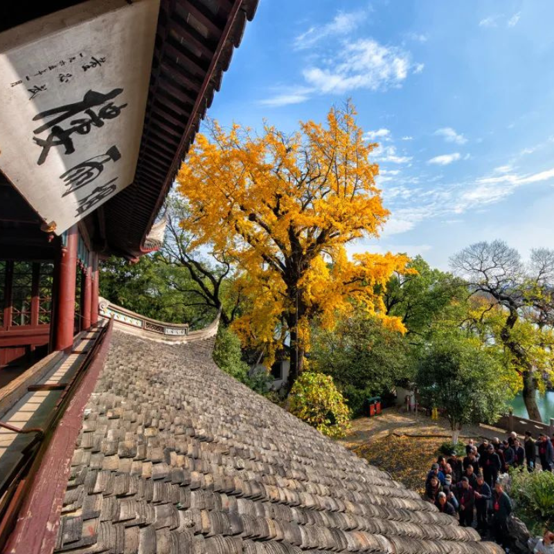 嘉兴南湖/南湖革命纪念馆/银杏天鹅湖/嘉兴文化艺术中心 一日游 - 定制游预订