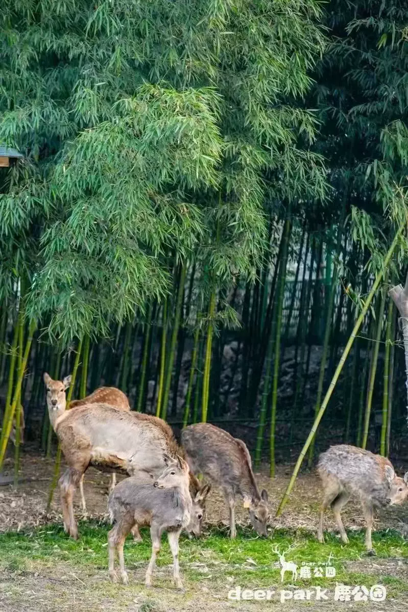 杭州deerpark鹿公园图片