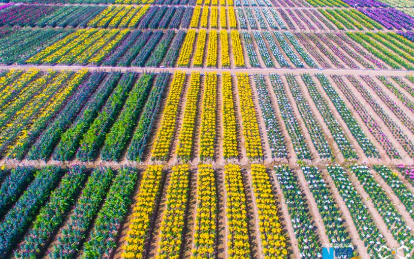 四季花海图片