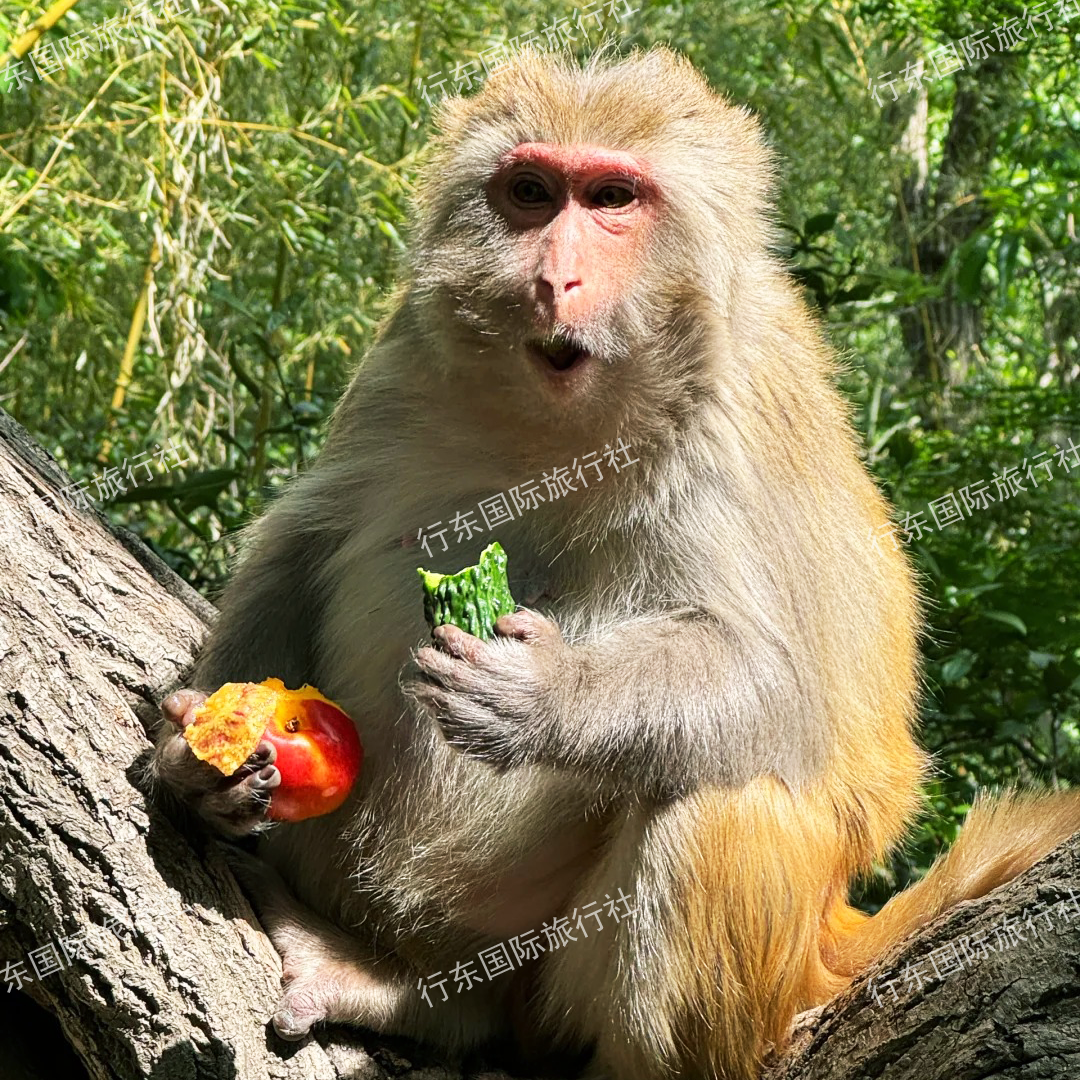 连云港套餐002 连岛/老街/羊山岛/海上云台山/ 一日包车游 - 定制游预订