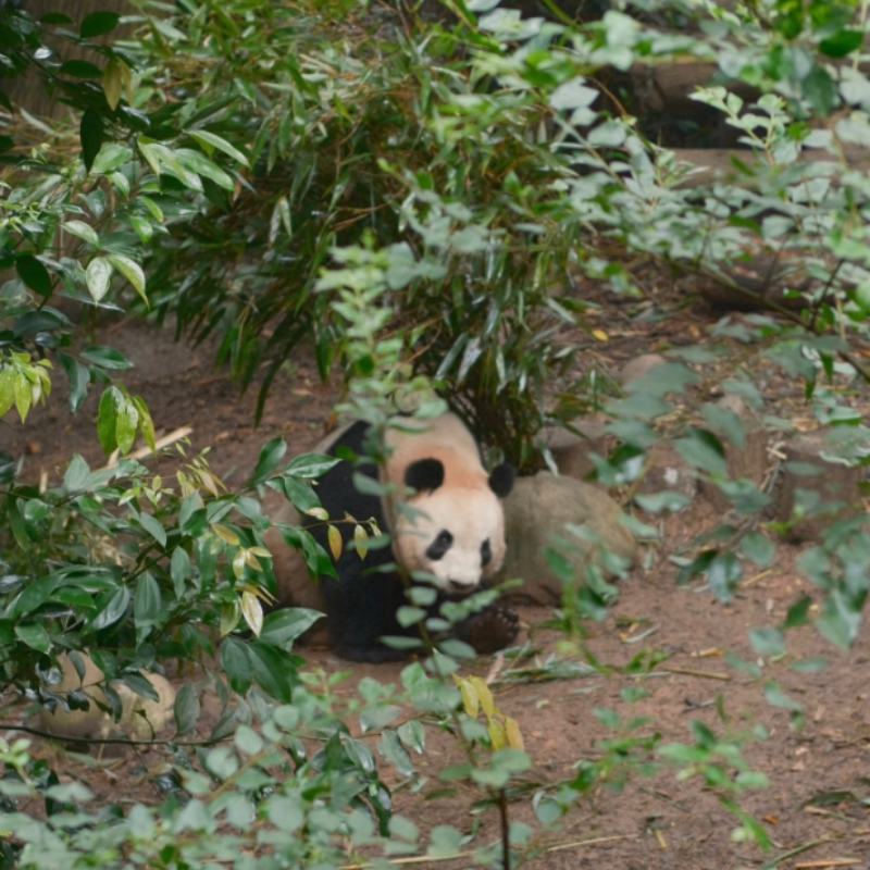 可定制都江堰熊猫谷+景点周边品牌酒店住宿