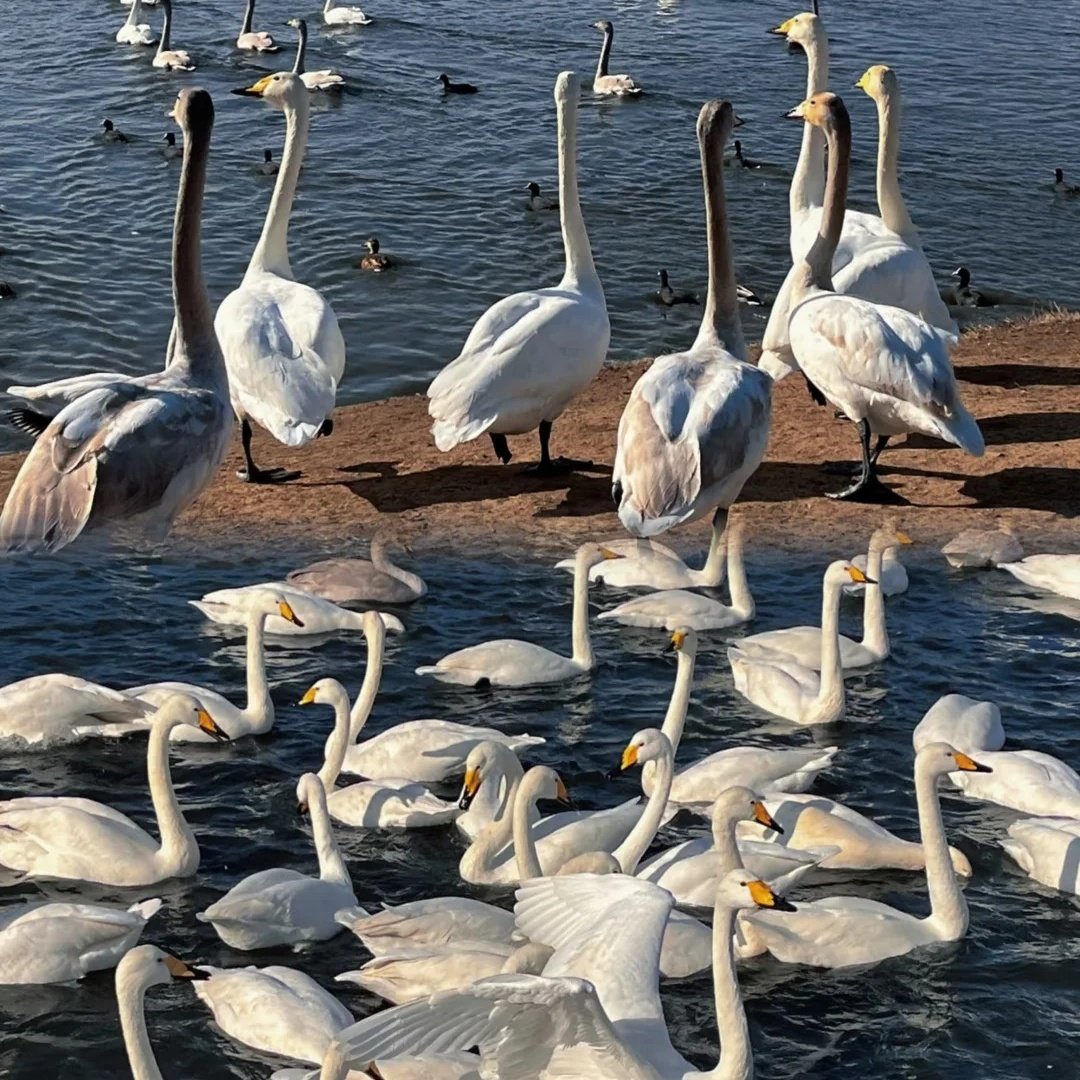 乔治莫兰迪酒店(威海火炬八街国际海水浴场店)住宿+刘公岛成人票