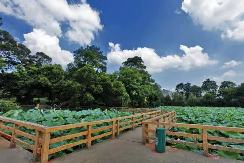 荷花池图片