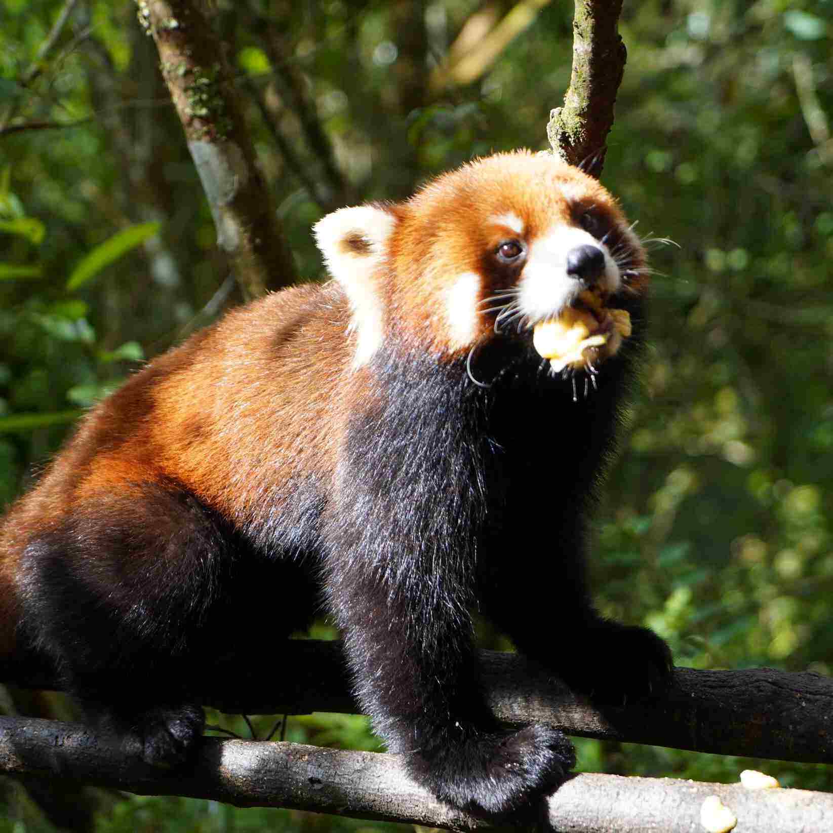 普洱太阳河森林公园+茶马古道景区一日游/2-6人小团+与小熊猫互动