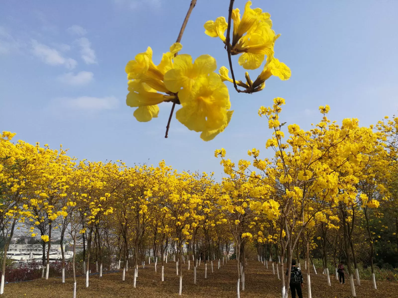 大象岗森林公园图片