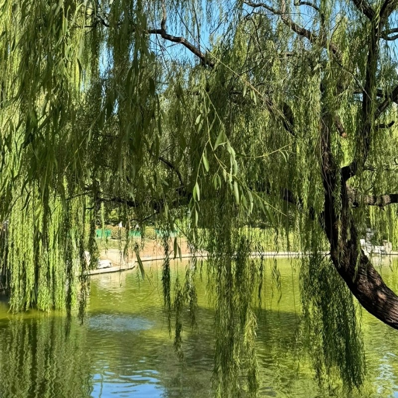 【乐享】邢台金牛大酒店豪华套房五天四晚+邢台大峡谷+达活泉公园