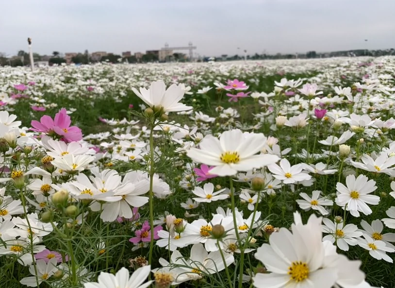 德宝·枚陈花洲图片