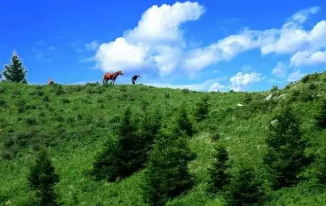 亚高山草甸图片