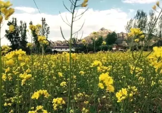 密云东庄村油菜花海图片