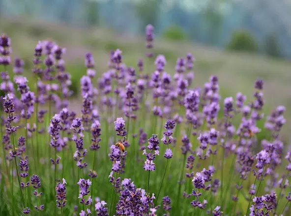 薰衣草花园图片