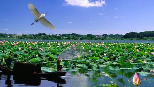 洪湖蓝田旅游基地图片