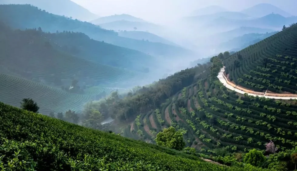 长兴水口茶文化景区图片