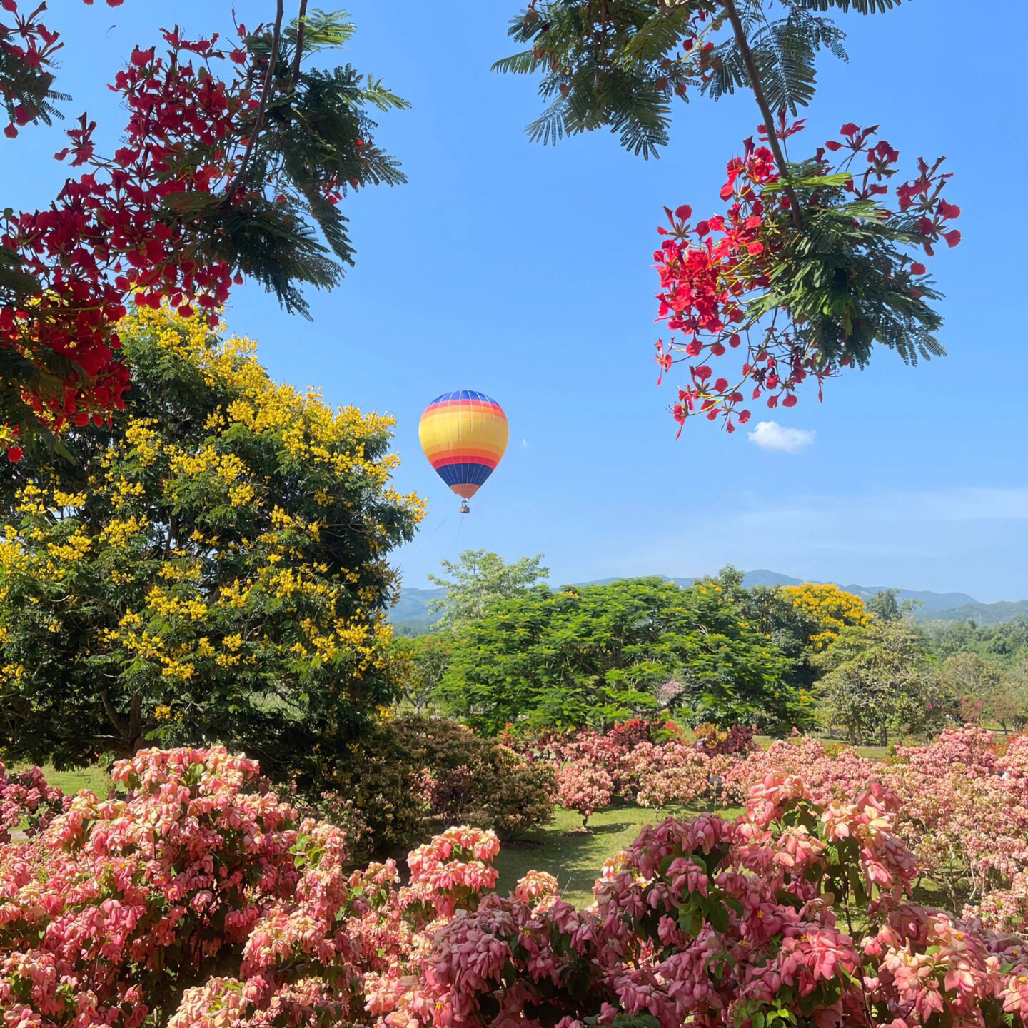 中科院热带植物园西区讲解|精选导游讲解|可选10:30/14:30场
