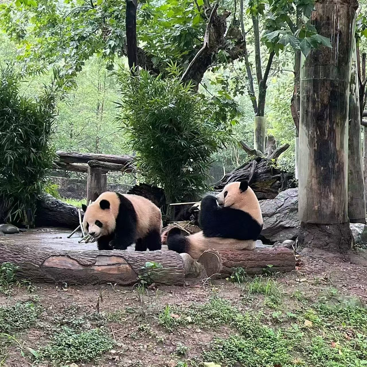 包车游/都江堰+成都大熊猫繁育基地&一单一团&不拼车&无购物 - 定制游预订