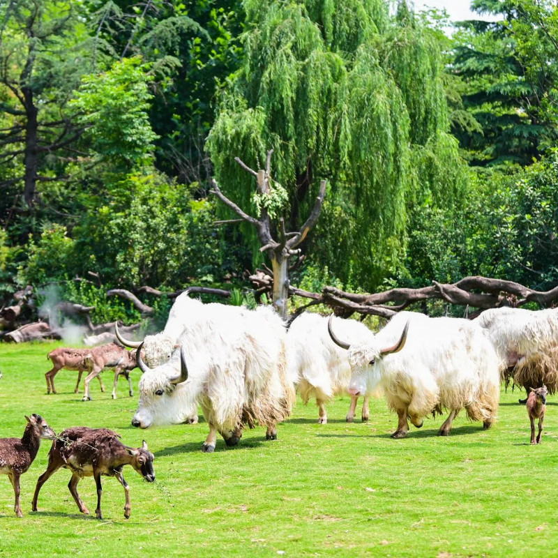 【双旦不限次特惠】郑州银基冰雪酒店3天2晚动物王国/神话世界/冰雪世界等无限畅玩含早