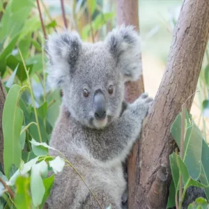 
[Currumbin Wildlife Sanctuary-Ticket + Photo with a Koala] Gold Coast Currumbin Wildlife Sanctuary Ticket with a Koala