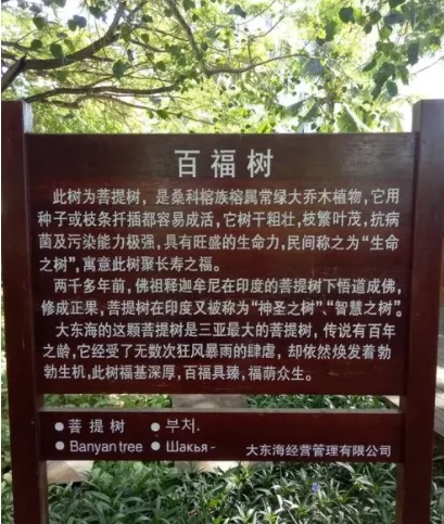 百福树图片