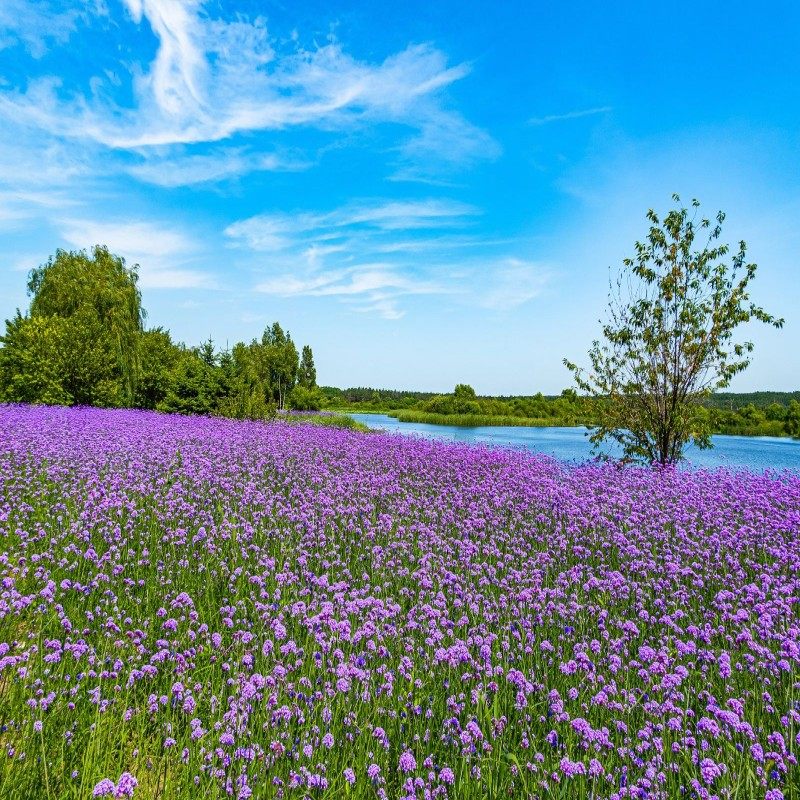 【元旦春节假期可定】长春自由行 长春金安大饭店+门票 3天2晚可选酒店