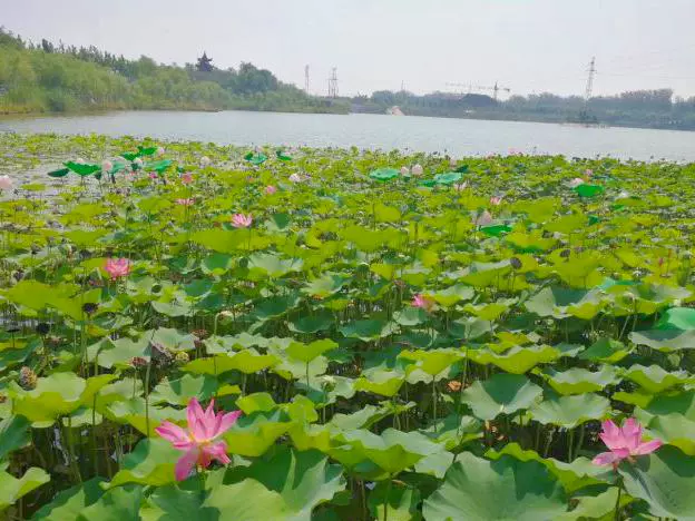 沱阳公园图片