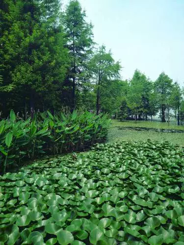 水生植物园图片