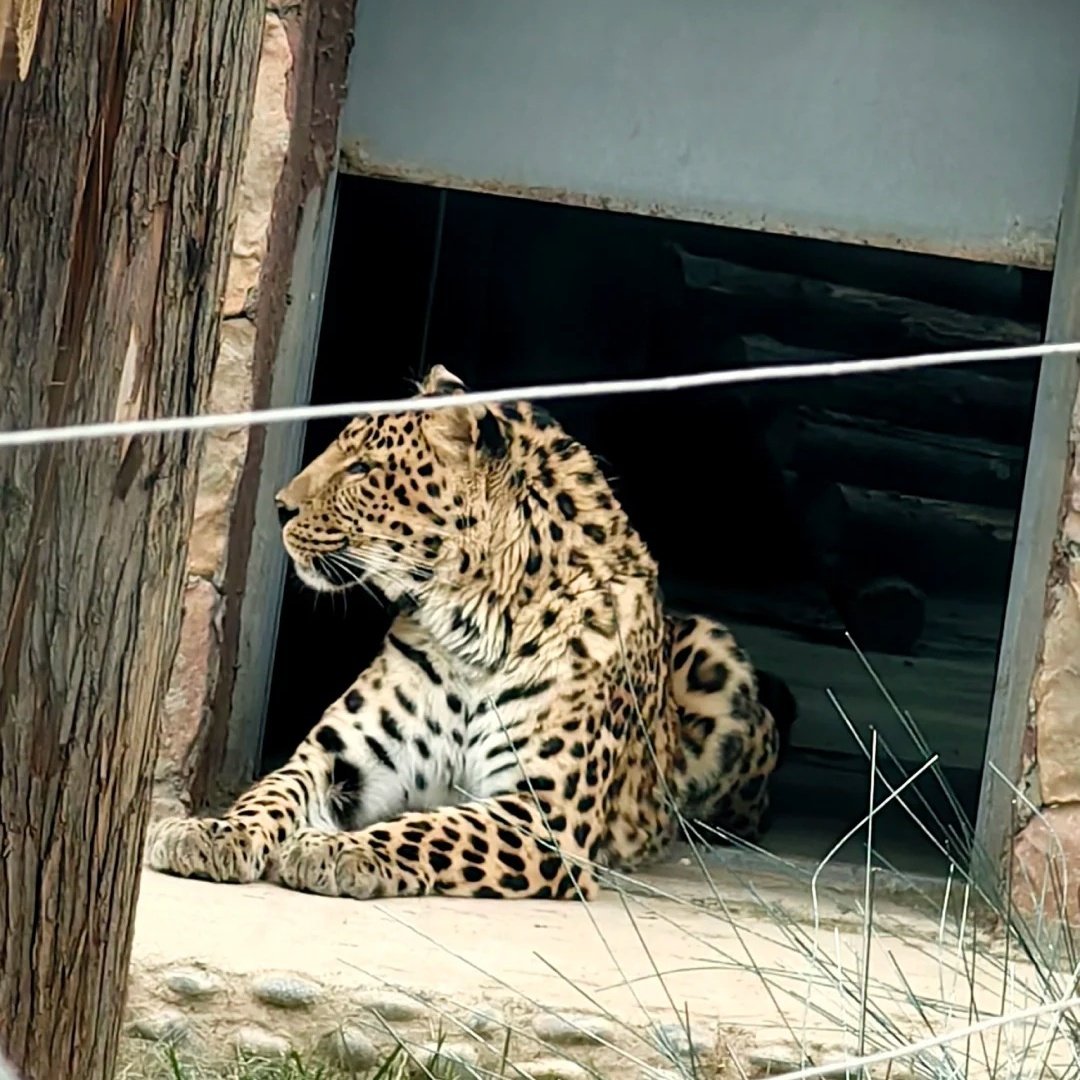 兰州野生动物园星空屋住宿+兰州野生动物园成人门票