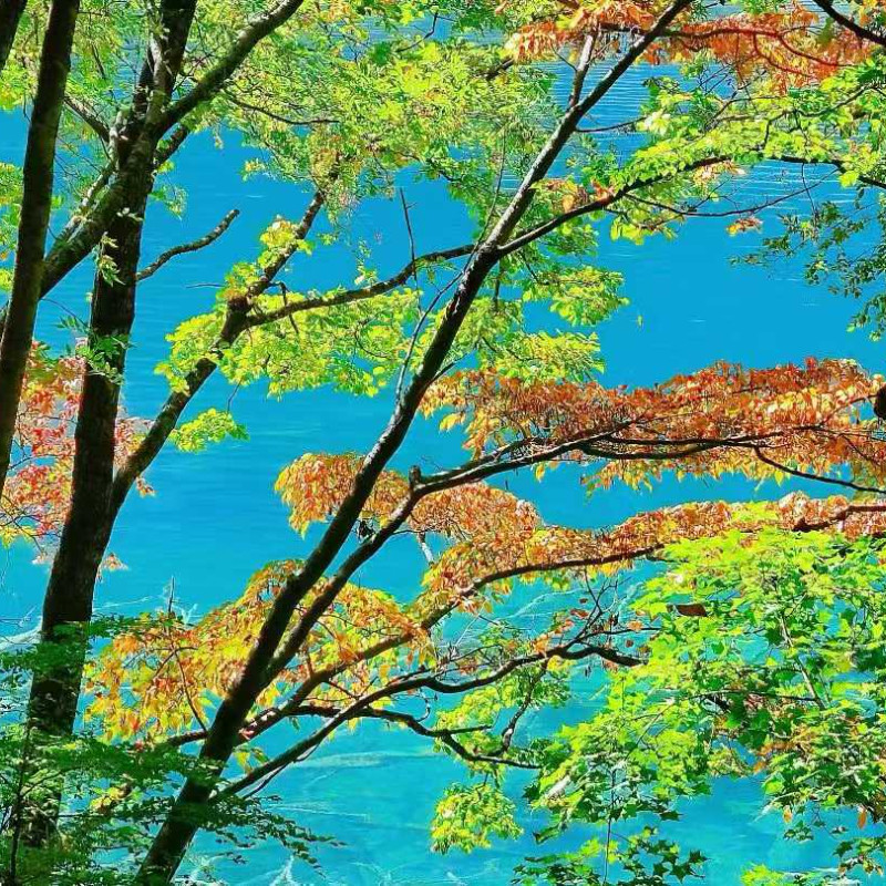 【宜见九寨】丽呈别院·四季漫居酒店(九寨沟景区店) +早餐+九寨沟门票+观光车