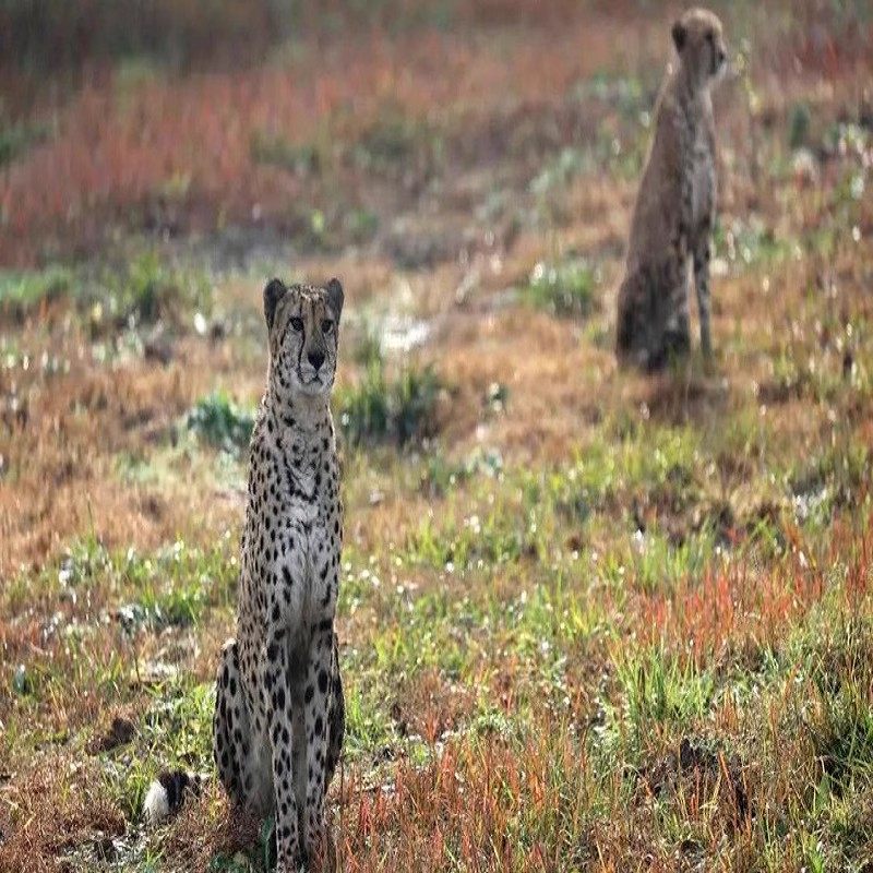 上海野生动物园一日门票+华舒·逸酒店双人/亲子+双早套餐