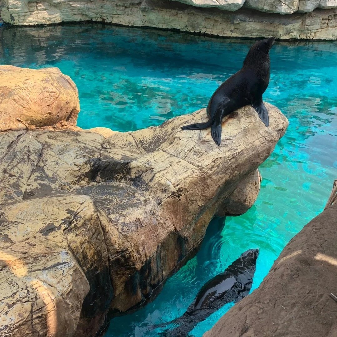 郑州银基黄帝宫御温泉酒店(动物王国店)住宿+郑州银基动物王国成人门票